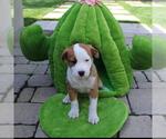 Small #5 Whippet Mix