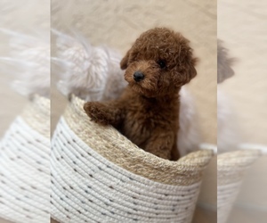 Poodle (Toy) Puppy for sale in TAMPA, FL, USA