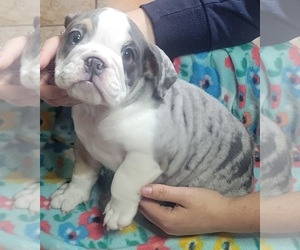 Bulldog Puppy for sale in SAN ANTONIO, TX, USA