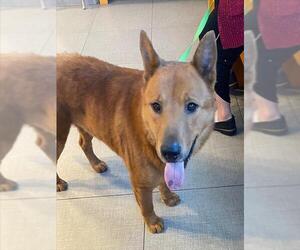 Chow Chow-German Shepherd Dog Mix Dogs for adoption in Rancho Cucamonga, CA, USA