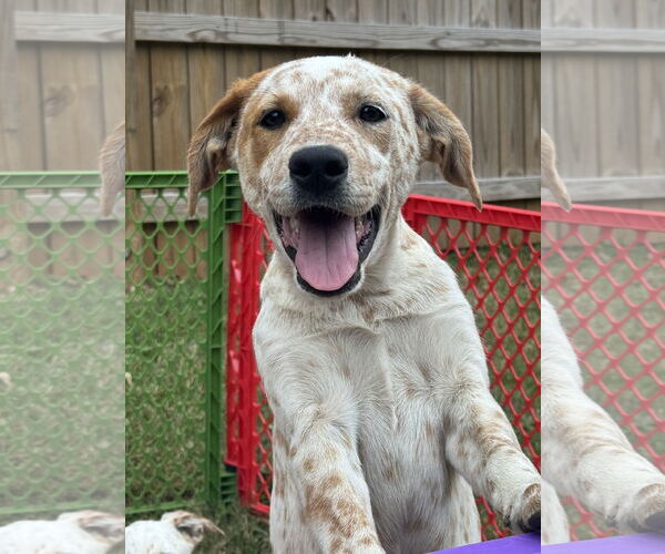 Medium Photo #3 Basset Hound-Red Heeler Mix Puppy For Sale in Holly Springs, NC, USA