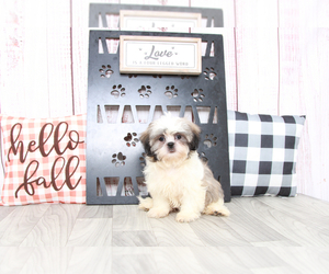 Shih Tzu Puppy for sale in MARIETTA, GA, USA
