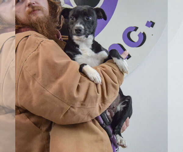 Medium Photo #4 Italian Greyhuahua Puppy For Sale in Huntley, IL, USA