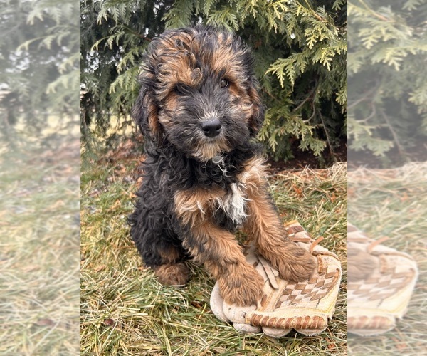 Medium Photo #5 Whoodle (Miniature) Puppy For Sale in MIDDLEBURY, IN, USA