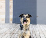 Small #17 German Shepherd Dog