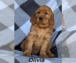 Small Golden Irish