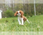 Small Photo #5 Cavalier King Charles Spaniel Puppy For Sale in WARSAW, IN, USA