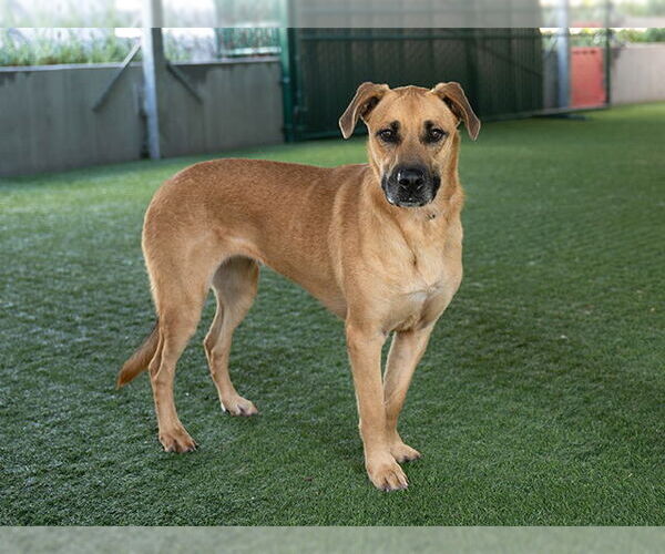 Medium Photo #2 German Shepherd Dog-Unknown Mix Puppy For Sale in Pasadena, CA, USA