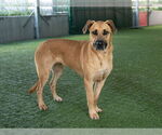 Small #1 German Shepherd Dog Mix