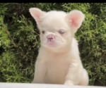 Small Photo #10 French Bulldog Puppy For Sale in CHARLOTTESVILLE, VA, USA