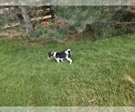 Small #2 Rat Terrier
