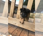 Small Photo #1 German Shepherd Dog Puppy For Sale in INMAN, SC, USA