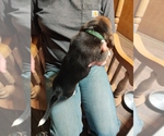 Small Photo #8 Bagle Hound-Basset Hound Mix Puppy For Sale in CENTRALIA, WA, USA
