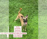 Small #1 Border Terrier-Chihuahua Mix