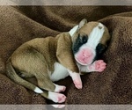 Small Photo #24 Boxer Puppy For Sale in PONTOTOC, MS, USA