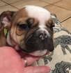 Small Photo #4 Bulldog Puppy For Sale in PLANO, TX, USA