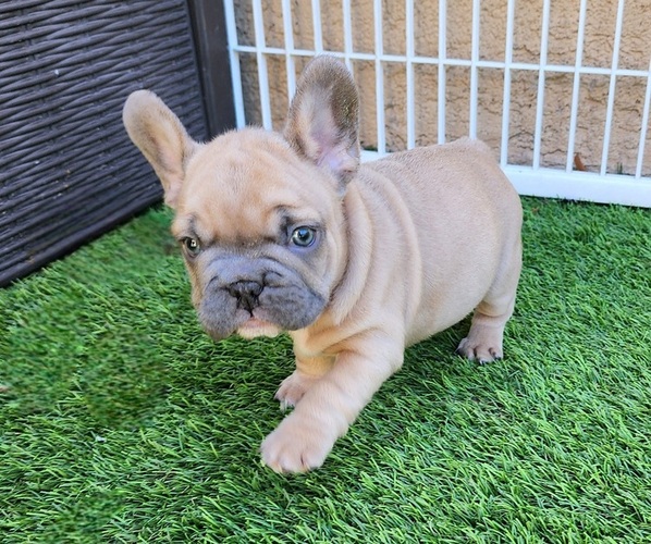 Medium Photo #8 French Bulldog Puppy For Sale in LAS VEGAS, NV, USA