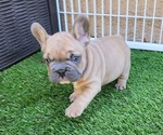 Small #7 French Bulldog