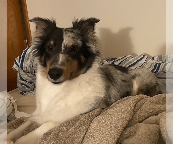 Medium Photo #1 Shetland Sheepdog Puppy For Sale in GRAFTON, OH, USA