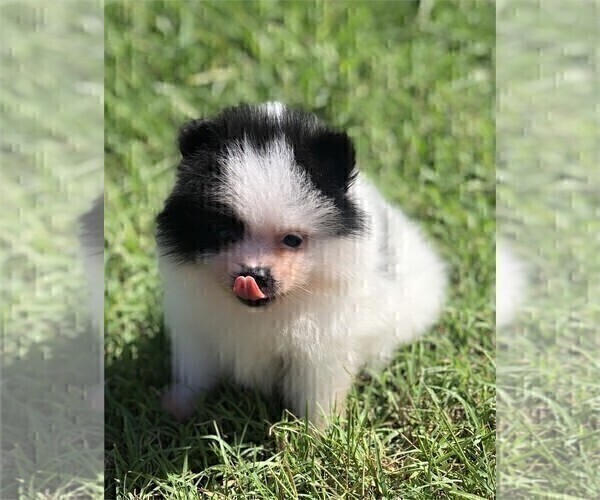 Medium Photo #8 Pomeranian Puppy For Sale in MIAMI, FL, USA