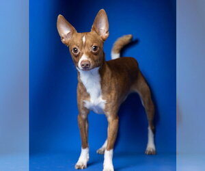 Chihuahua Dogs for adoption in Rowlett, TX, USA