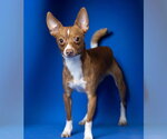 Small Chihuahua