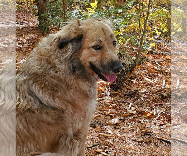 Medium Photo #2 Great Pyrenees-Unknown Mix Puppy For Sale in Croydon, NH, USA