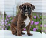 Image preview for Ad Listing. Nickname: Dane
