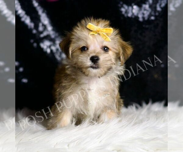 Medium Photo #4 Morkie Puppy For Sale in WARSAW, IN, USA