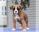 Small Photo #4 Boxer Puppy For Sale in NEW HOLLAND, PA, USA
