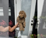 Small #1 Goldendoodle