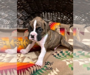 Boxer Puppy for Sale in LEWISTOWN, Montana USA