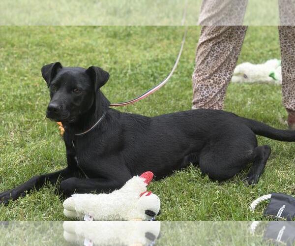 Medium Photo #2 Catahoula Leopard Dog-Labrador Retriever Mix Puppy For Sale in Yardley, PA, USA