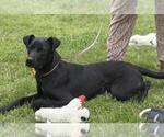 Small #1 Catahoula Leopard Dog-Labrador Retriever Mix
