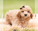 Small #2 Goldendoodle (Miniature)