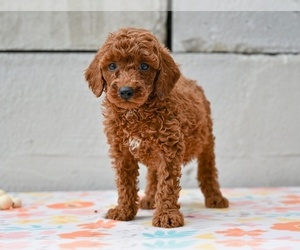 Poodle (Miniature) Puppy for sale in MILLERSBURG, OH, USA