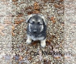 Puppy Cpl Newkirk German Shepherd Dog