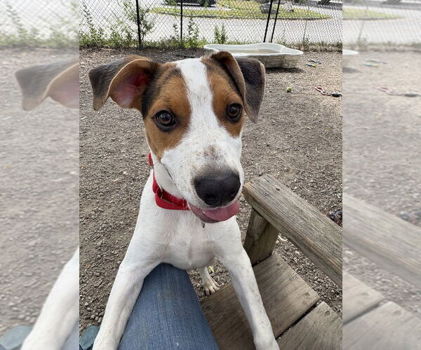 Medium Photo #2 Beagle-Unknown Mix Puppy For Sale in Elmsford, NY, USA