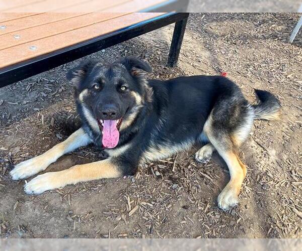 Medium Photo #1 German Shepherd Dog Puppy For Sale in Orange, CA, USA