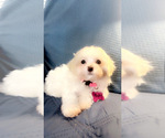 Small #1 Maltipoo (Miniature)