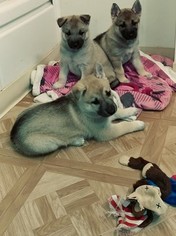 German Shepherd Dog-Siberian Husky Mix Puppy for sale in SAINT LOUIS, MO, USA
