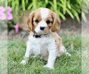 Cavalier King Charles Spaniel Puppy for sale in CHRISTIANA, PA, USA
