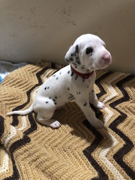 Medium Photo #11 Dalmatian Puppy For Sale in LINCOLN, NE, USA