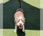 Small #11 American Pit Bull Terrier Mix