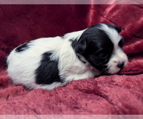 Medium Photo #3 Havanese Puppy For Sale in POST FALLS, ID, USA