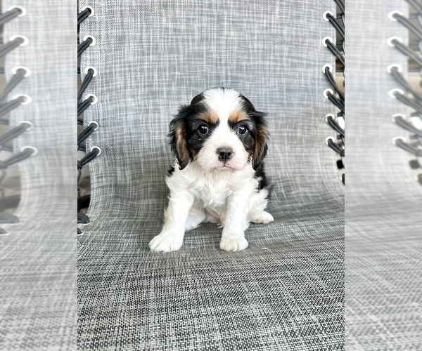 Medium Photo #1 Cavalier King Charles Spaniel Puppy For Sale in BOERNE, TX, USA