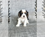 Small Photo #1 Cavalier King Charles Spaniel Puppy For Sale in BOERNE, TX, USA