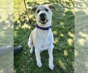 Mutt Dogs for adoption in Brooklyn Center, MN, USA