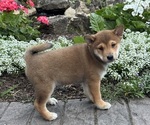 Small #1 Shiba Inu
