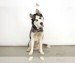 Small #1 Siberian Husky